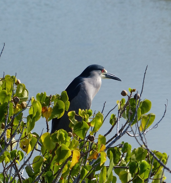 Black-crowned Night Heron